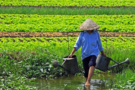 Watering the fields in Vietnam