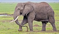 _E7A1000 Ngorongoro elephant web ready