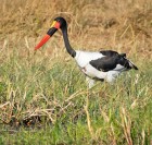_Y5A1709 Saddlebill stork in Botswana web ready