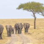 _S5C5791 Elephant march on Serengeti web ready