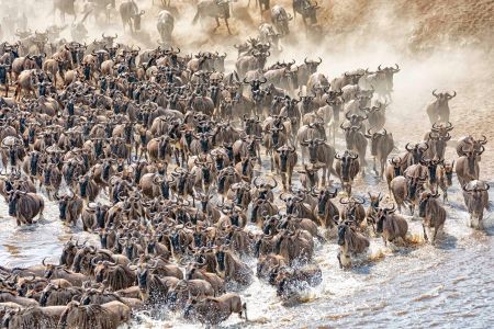 _Y5A4415 The masses of wildebeest web ready