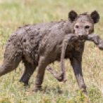 _Y5A7866 Hyena caked in mud with wildebeest leg in Ngorongoro Crater web ready