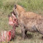 _Y5A8405 Hyena with zebra carcass web ready
